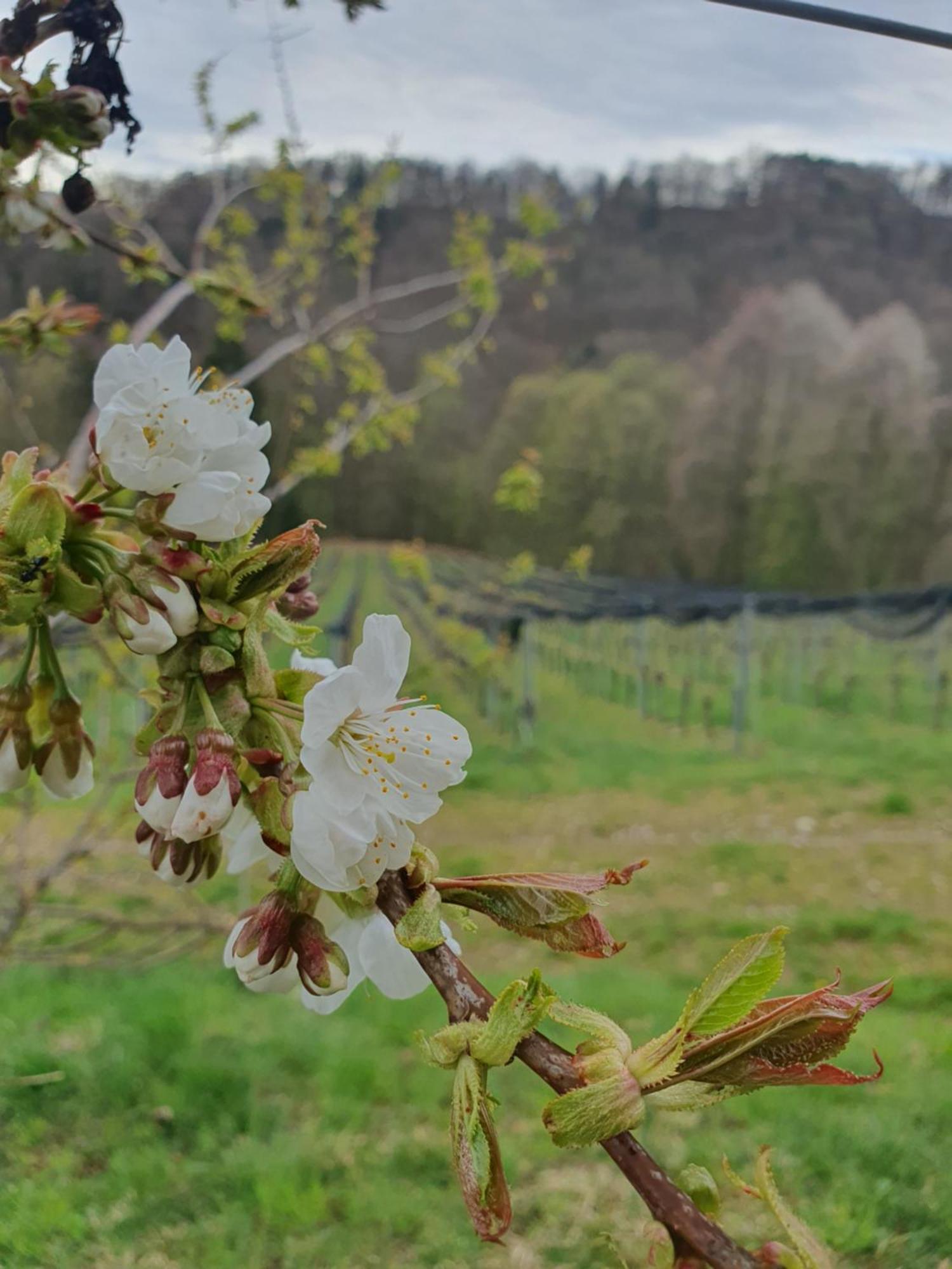 Weingut Pugl Apartamento Leibnitz Exterior foto